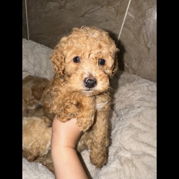 Maltipoo - Both