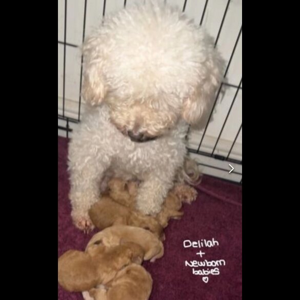Maltipoo - Both