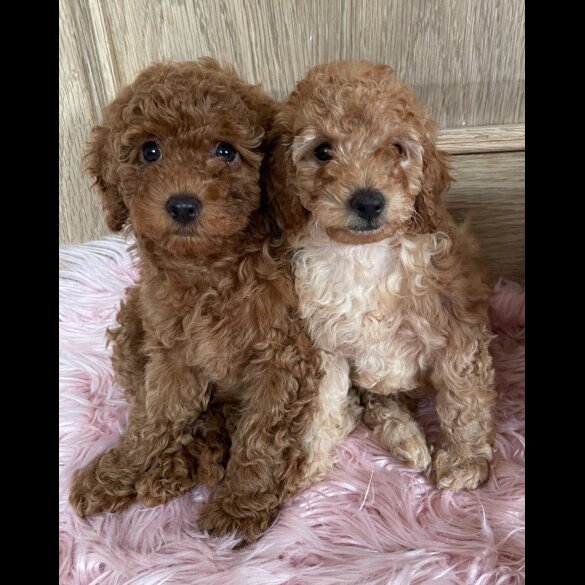 Miniature Poodle - Both