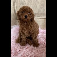 Miniature Poodle - Both