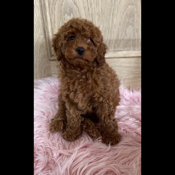 Miniature Poodle - Both