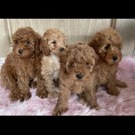 Miniature Poodle - Both