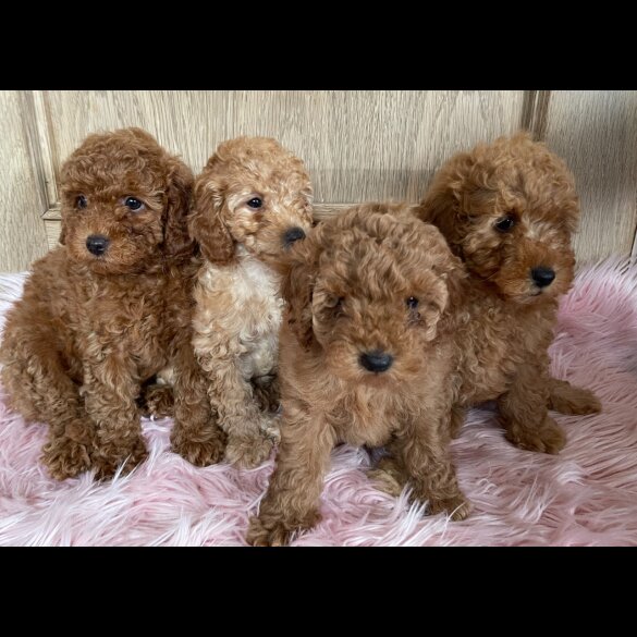 Miniature Poodle - Both