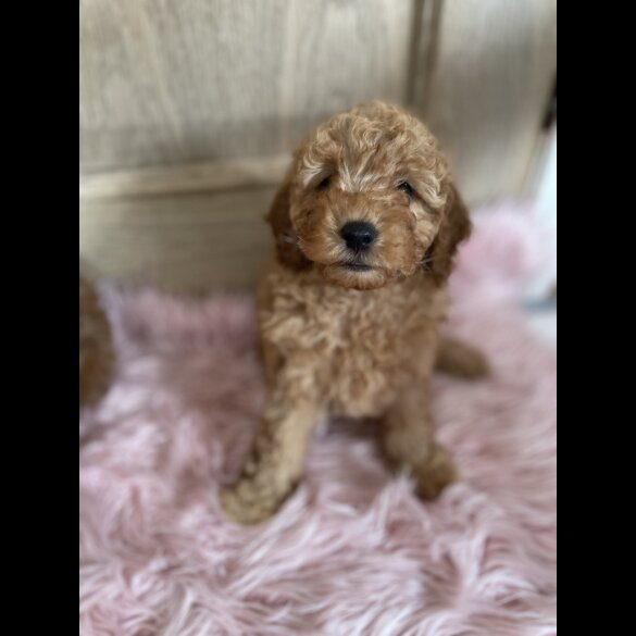 Miniature Poodle - Both