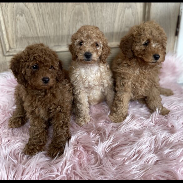 Miniature Poodle - Both