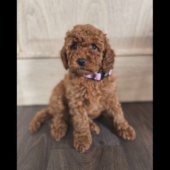 Miniature Poodle - Both