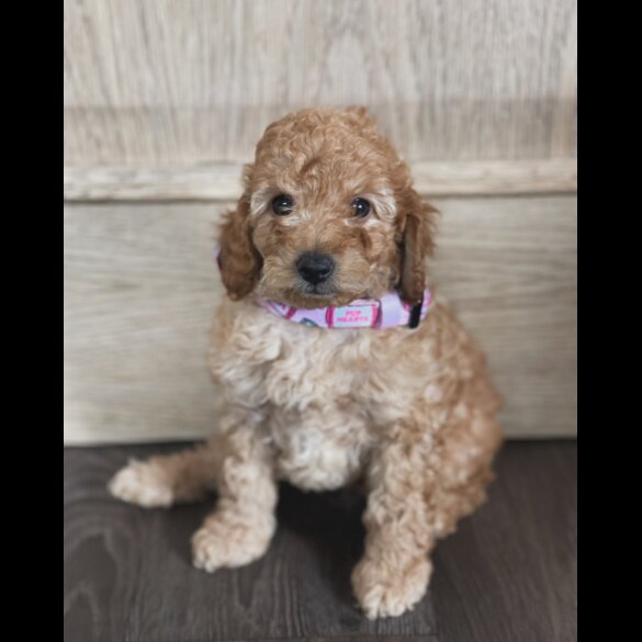 Miniature Poodle - Both