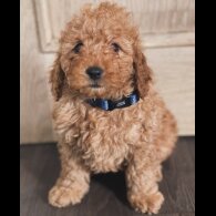 Miniature Poodle - Both