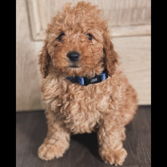 Miniature Poodle - Both
