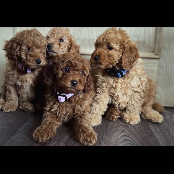Miniature Poodle - Both