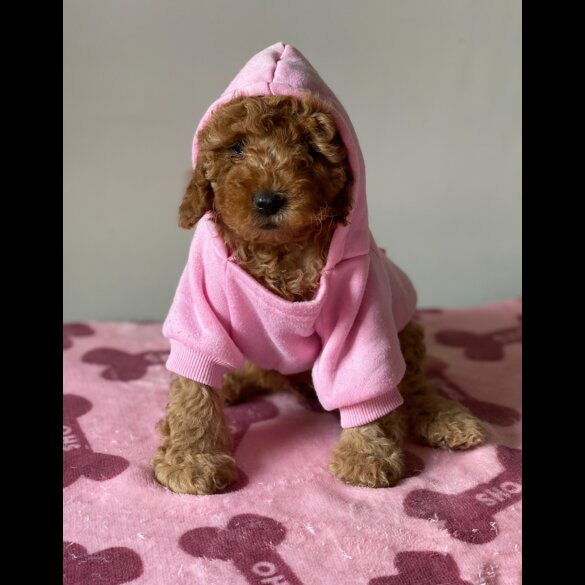 Miniature Poodle - Both