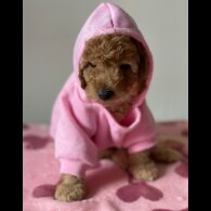 Miniature Poodle - Both