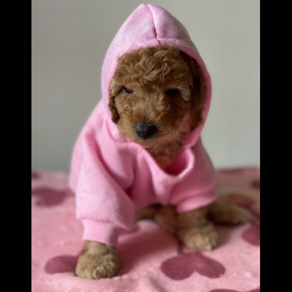 Miniature Poodle - Both