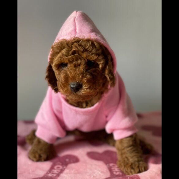 Miniature Poodle - Both
