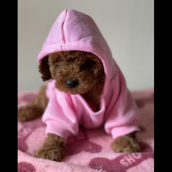 Miniature Poodle - Both