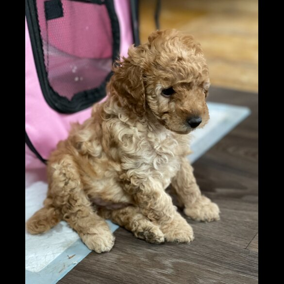Miniature Poodle - Both