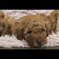 Miniature Poodle - Both