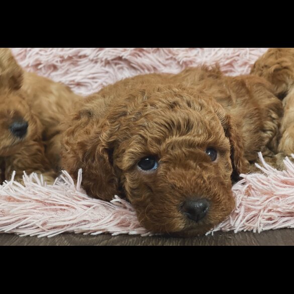 Miniature Poodle - Both