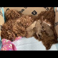 Miniature Poodle - Both