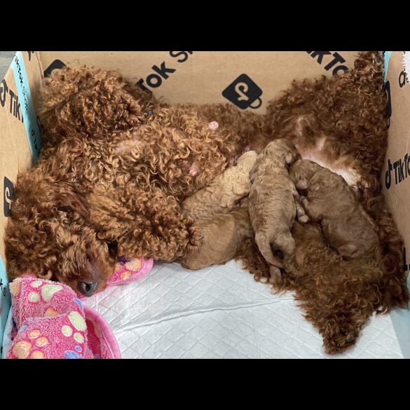 Miniature Poodle - Both