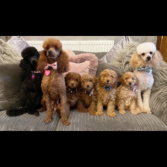 Miniature Poodle - Both