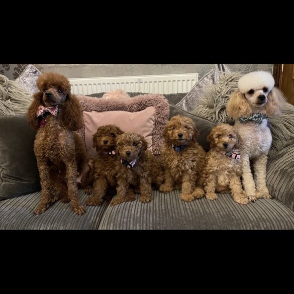 Miniature Poodle - Both