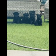 Miniature Schnauzer - Both