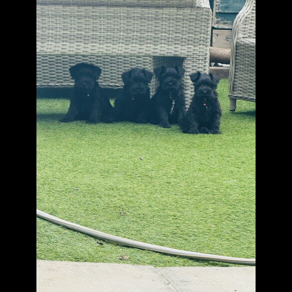 Miniature Schnauzer - Both