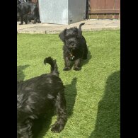 Miniature Schnauzer - Both