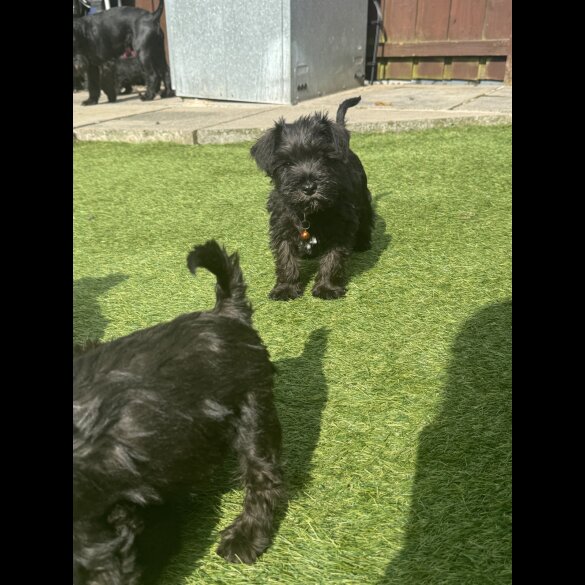 Miniature Schnauzer - Both