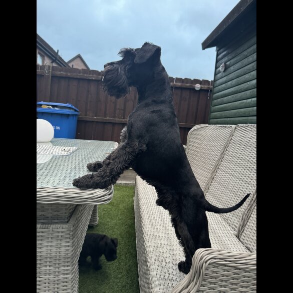 Miniature Schnauzer - Both