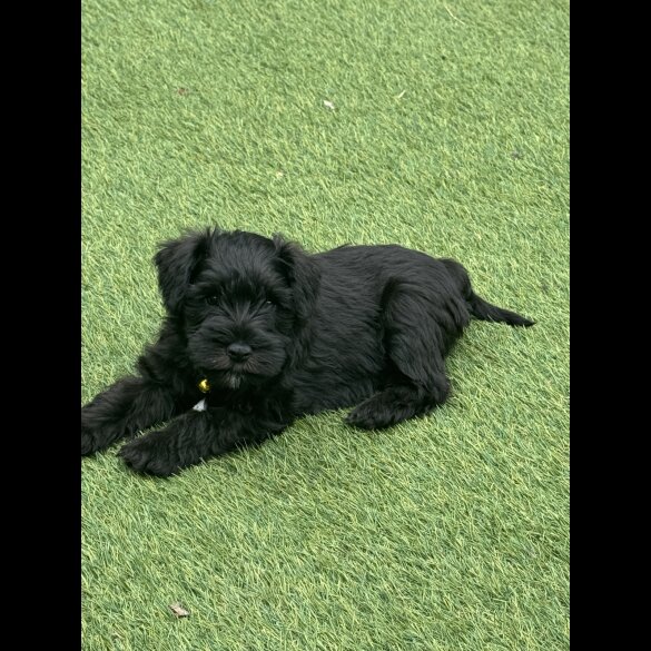 Miniature Schnauzer - Both