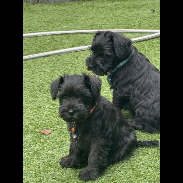 Miniature Schnauzer - Both