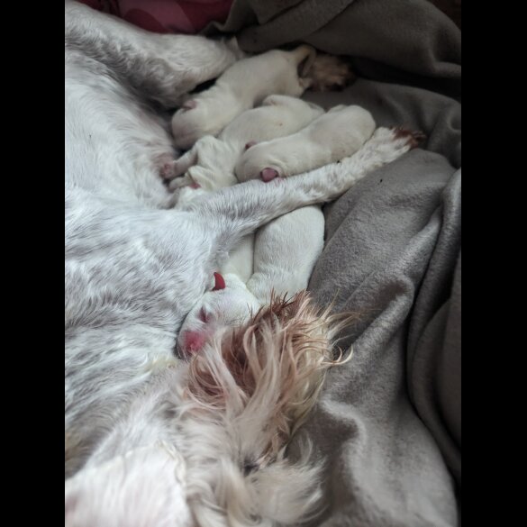 Miniature Schnauzer - Both