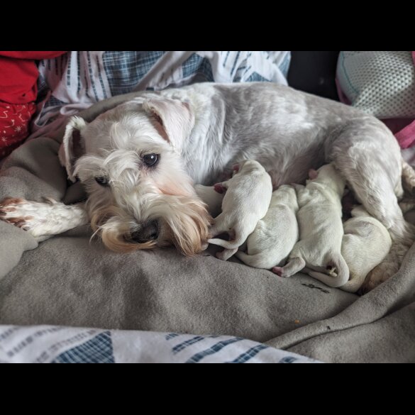 Miniature Schnauzer - Both