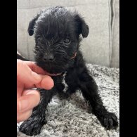 Miniature Schnauzer - Both