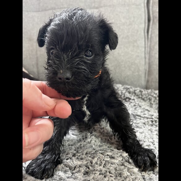 Miniature Schnauzer - Both
