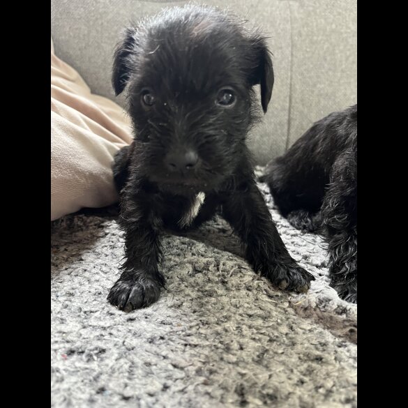 Miniature Schnauzer - Both