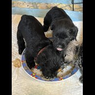 Miniature Schnauzer - Both