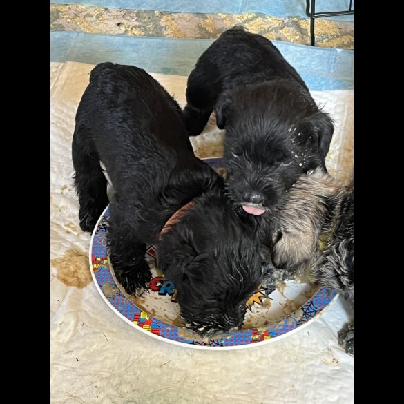 Miniature Schnauzer - Both