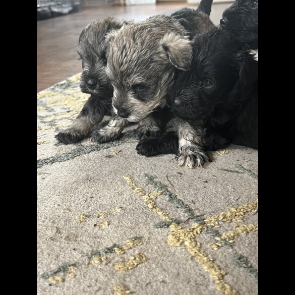 Miniature Schnauzer - Both