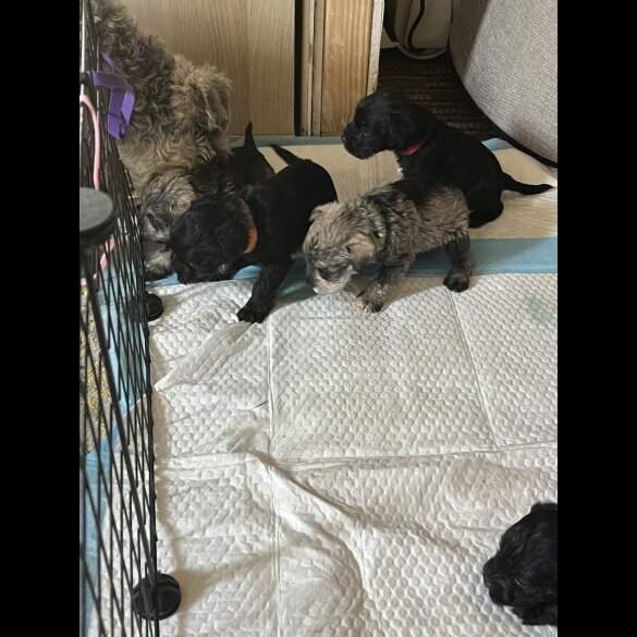 Miniature Schnauzer - Both