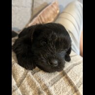 Miniature Schnauzer - Both