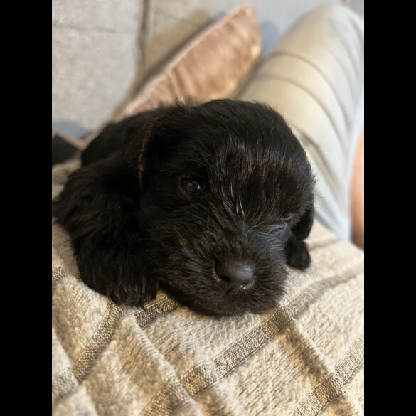 Miniature Schnauzer - Both
