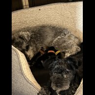 Miniature Schnauzer - Both