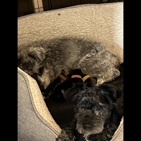 Miniature Schnauzer - Both