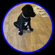 Mixed Breed - Dogs