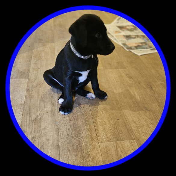 Mixed Breed - Dogs