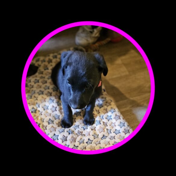 Mixed Breed - Dogs