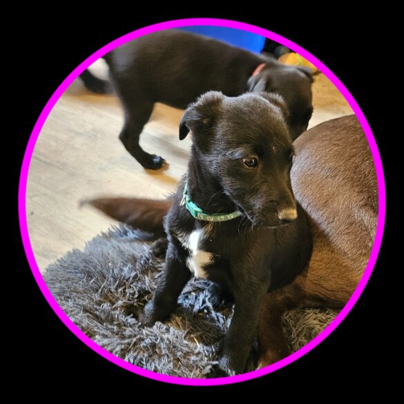 Mixed Breed - Dogs